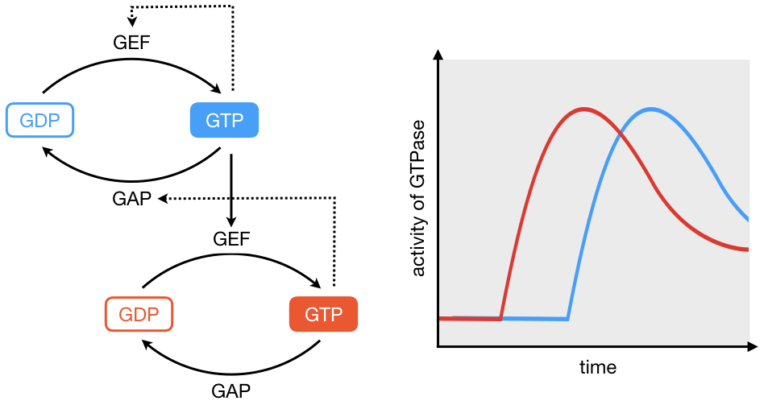 Small GTPase networks of protein systems